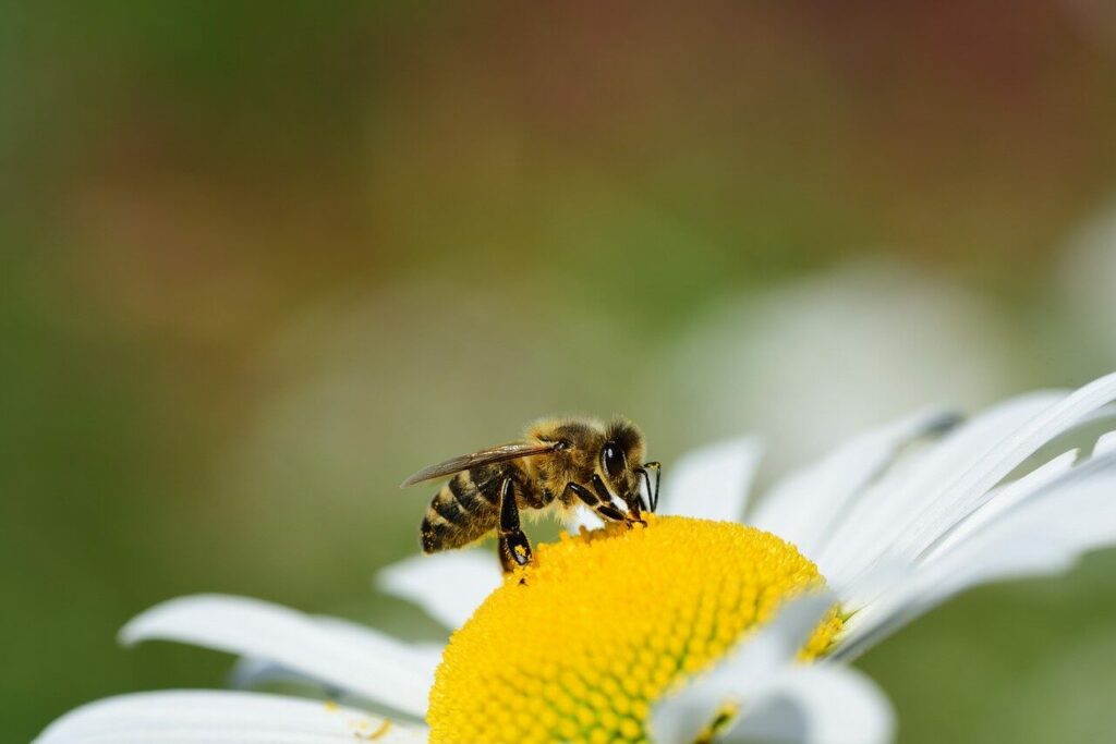 領導統御養蜂學